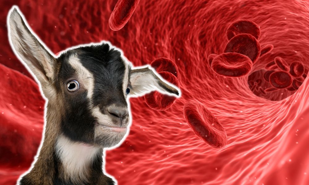 How Much Blood Does A Goat Have