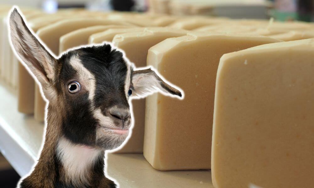Is Goat Milk Soap Vegan?