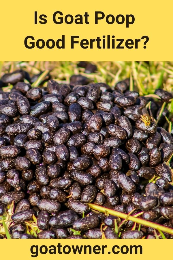 Is Goat Poop Good Fertilizer?