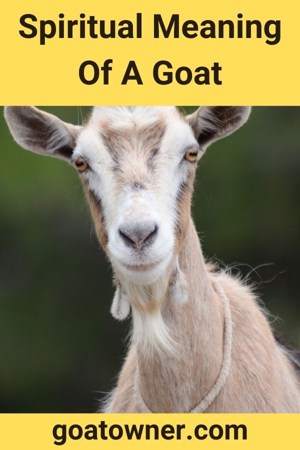 Spiritual Meaning Of A Goat