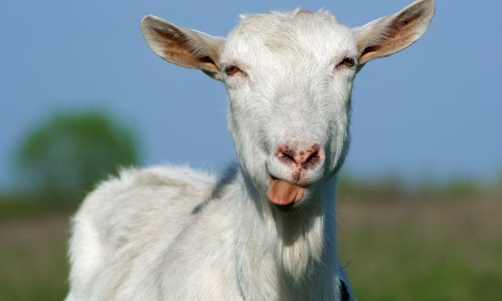 What Does It Mean When A Goat Licks You?