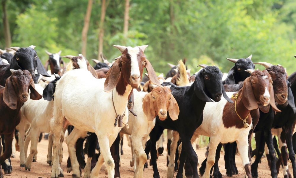 What Is A Group Of Goats Called?
