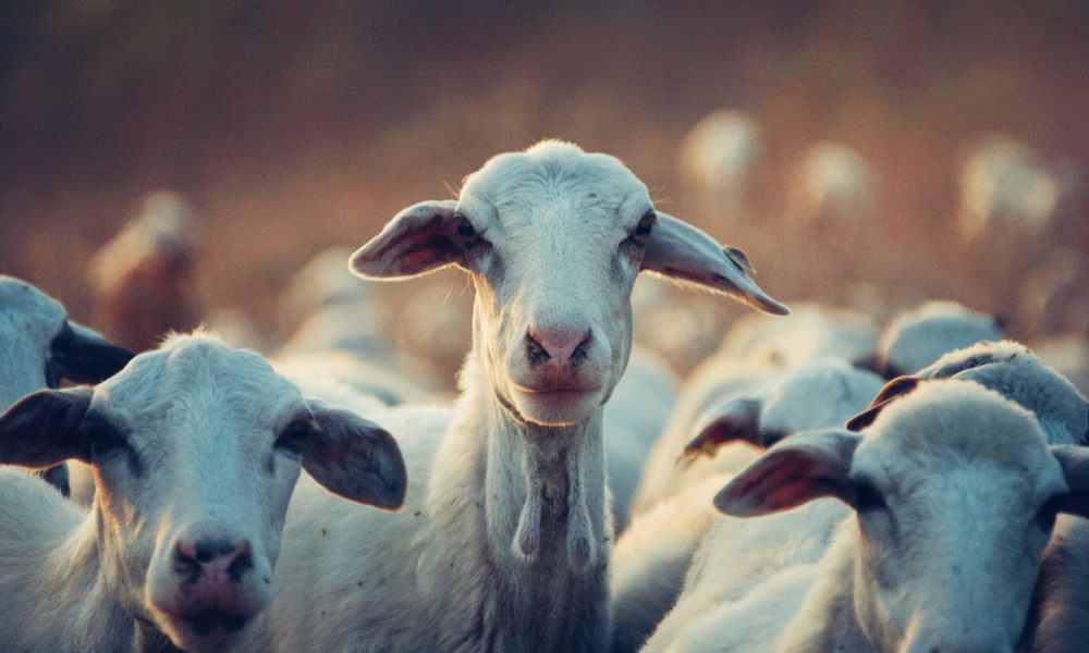 What Is A Group Of Goats Called?