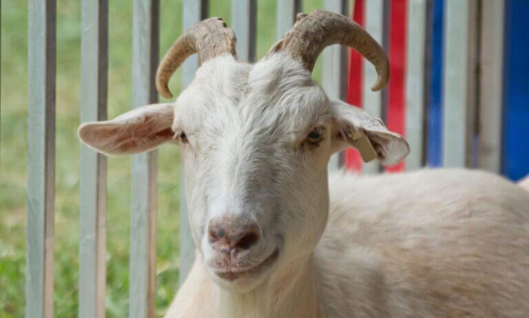 what-is-goat-meat-called-find-out-goat-owner