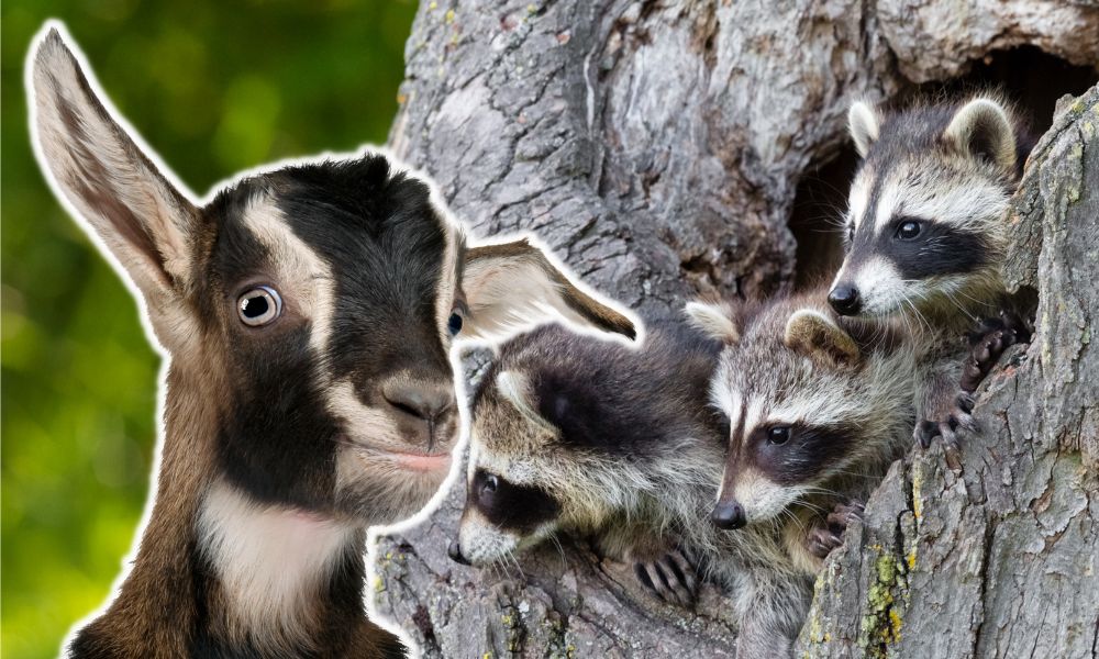 Will Goats Keep Raccoons Away?