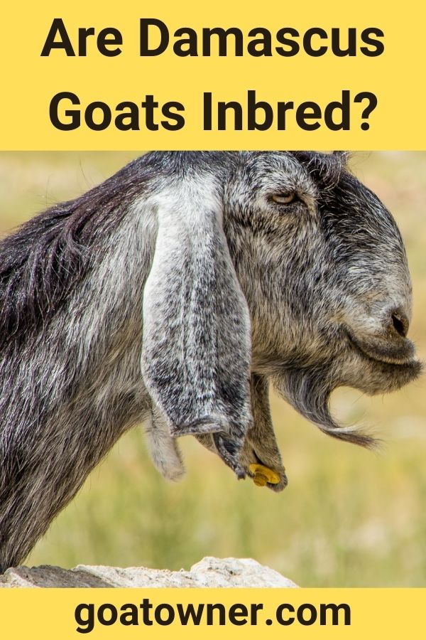 Are Damascus Goats Inbred? (Find Out!) - Goat Owner