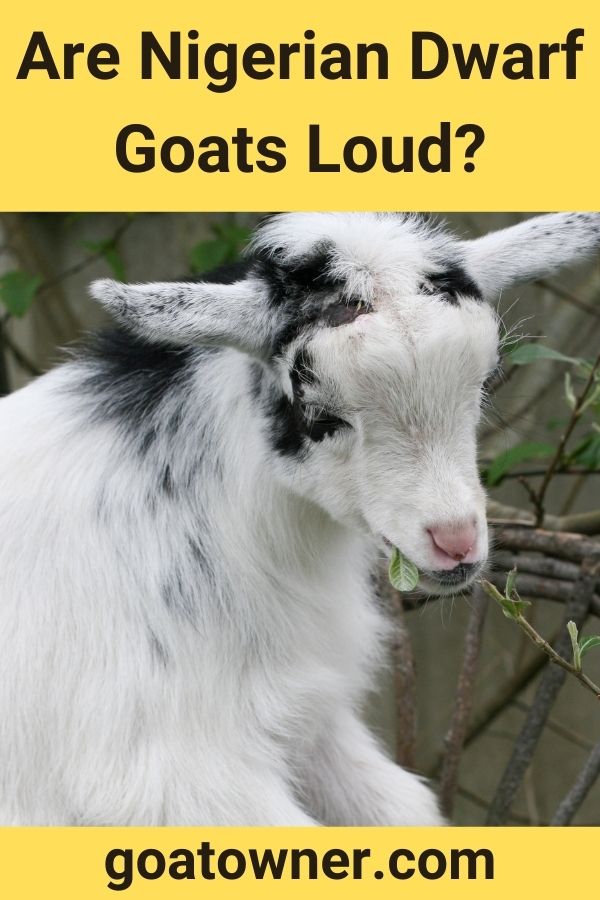 Are Nigerian Dwarf Goats Loud?