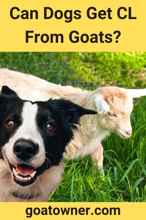 Can Dogs Get CL From Goats?