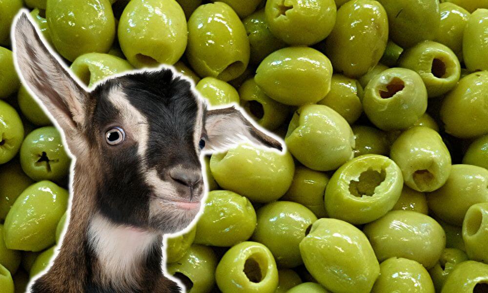 Can Goats Eat Olives?