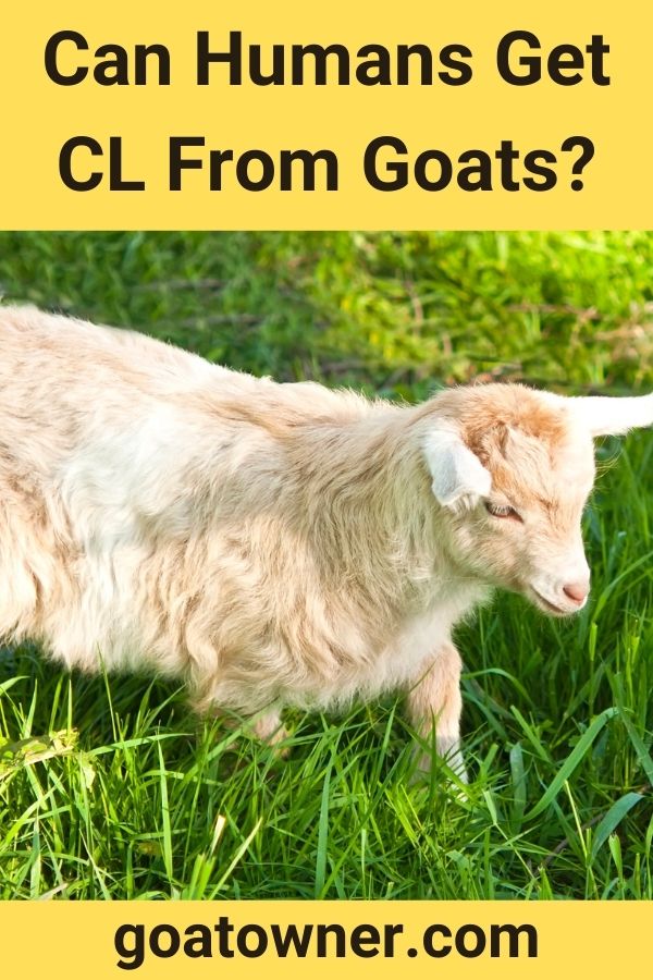 Can Humans Get CL From Goats?