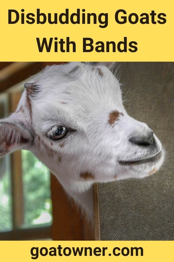 Disbudding Goats With Bands