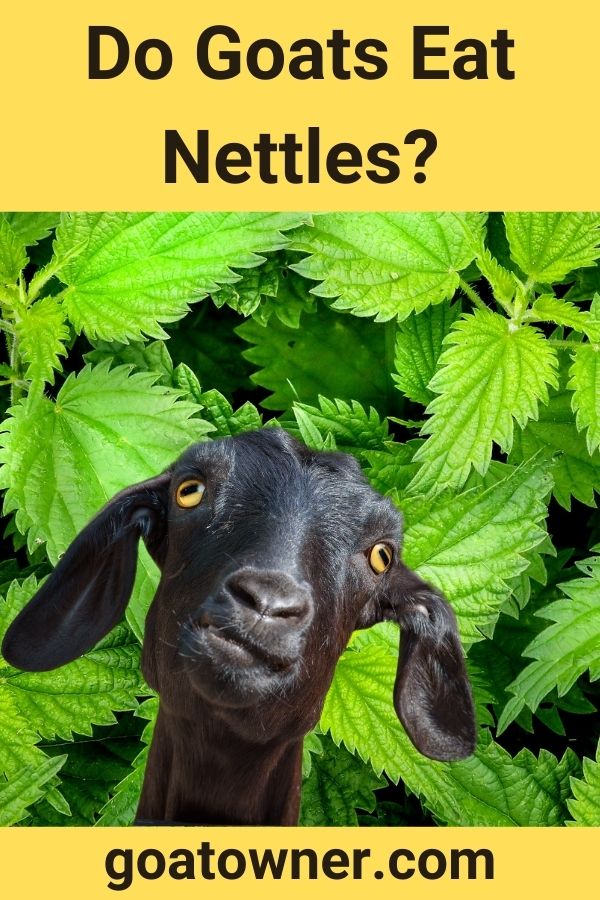 Can Goats Eat Stinging Nettles