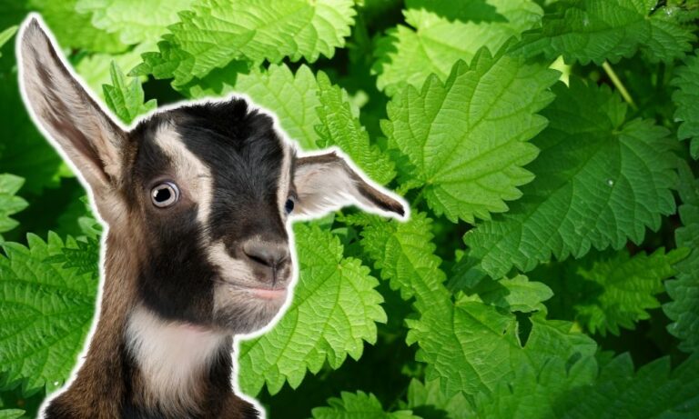 Does Goats Eat Nettles