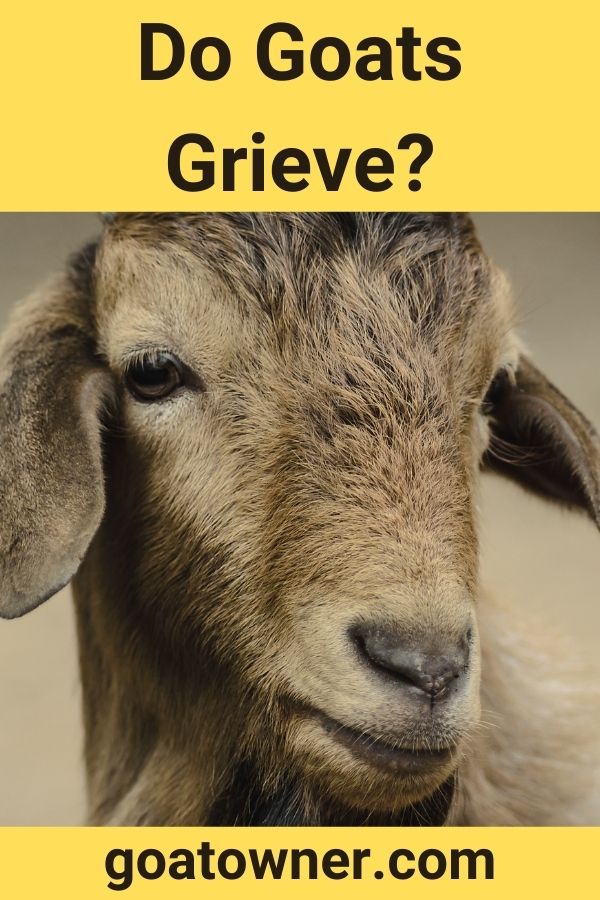 Do Goats Grieve