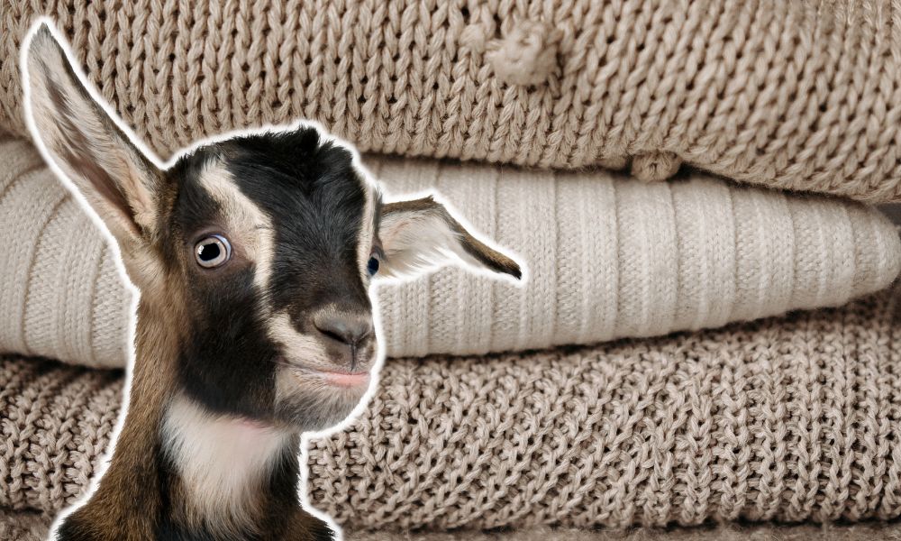 Do Goats Need Blankets In The Winter?