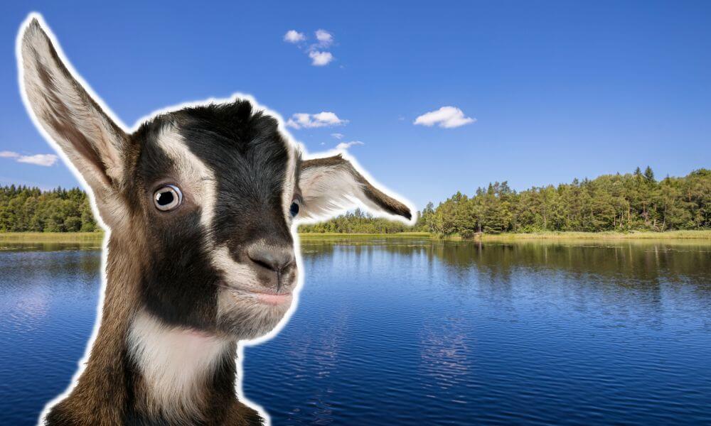Goat Not Drinking Water?