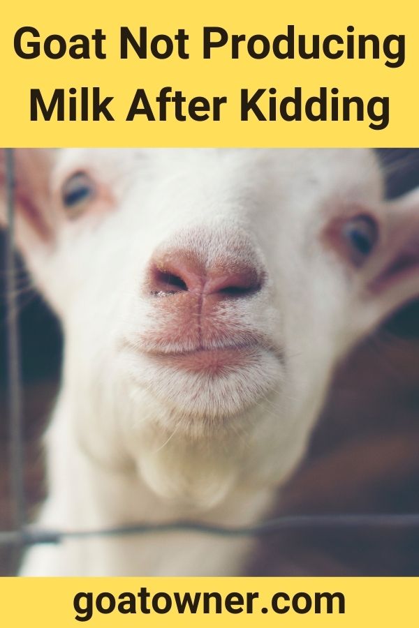 Goat Not Producing Milk After Kidding