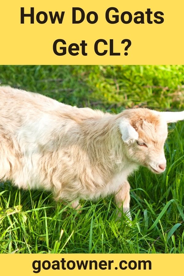 how-do-goats-get-cl-answered-goat-owner