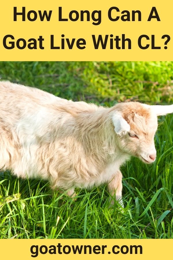 How Long Can A Goat Live With CL?