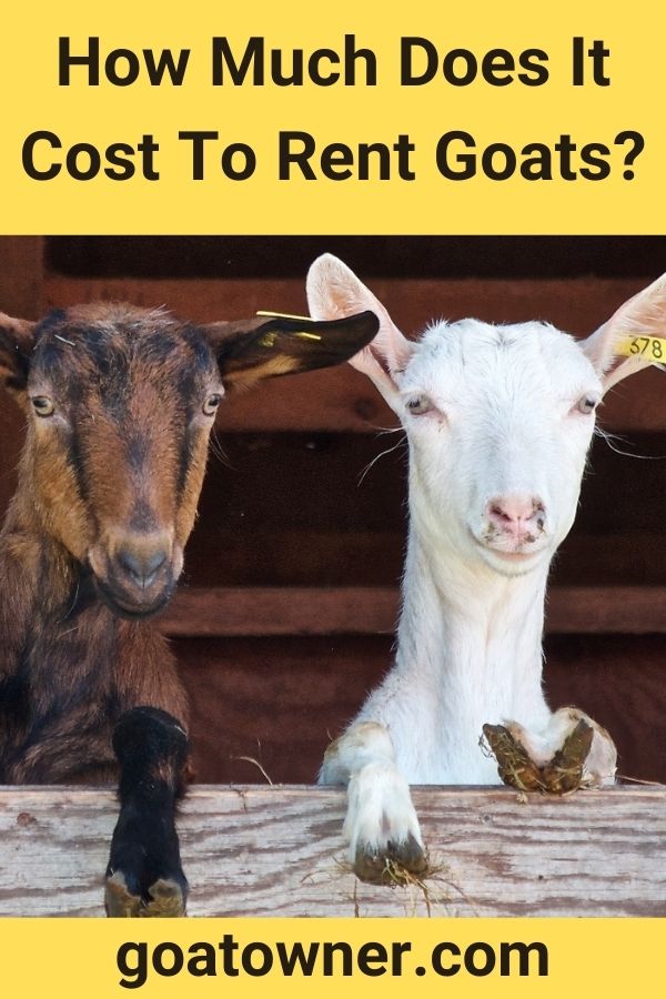 How Much Does It Cost To Rent Goats? (Is It Cheap?) - Goat Owner