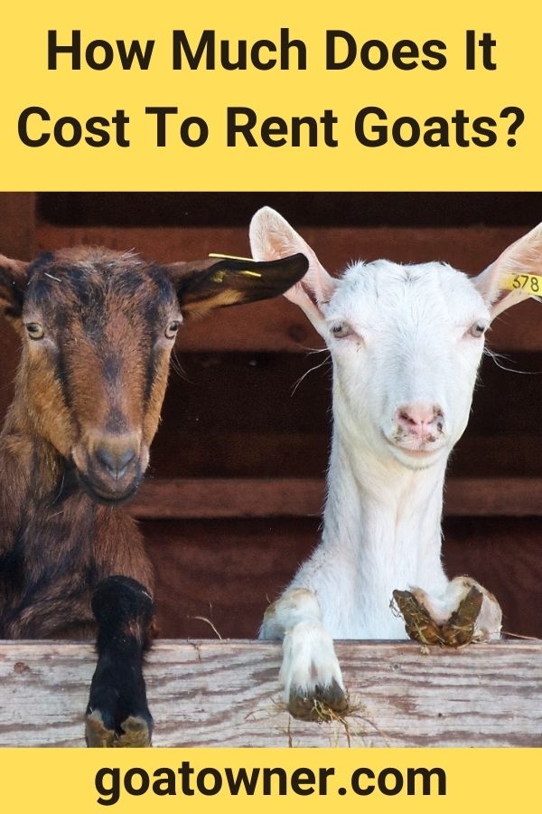 how-much-does-it-cost-to-rent-goats-is-it-cheap-goat-owner