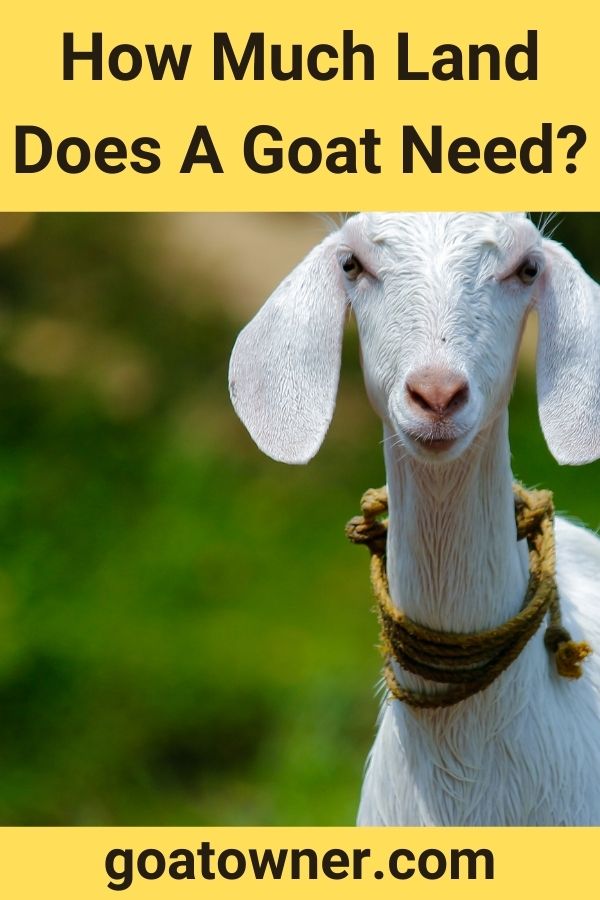 How Much Land Does A Goat Need?