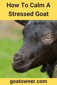 How To Calm A Stressed Goat (Find Out How!) - Goat Owner