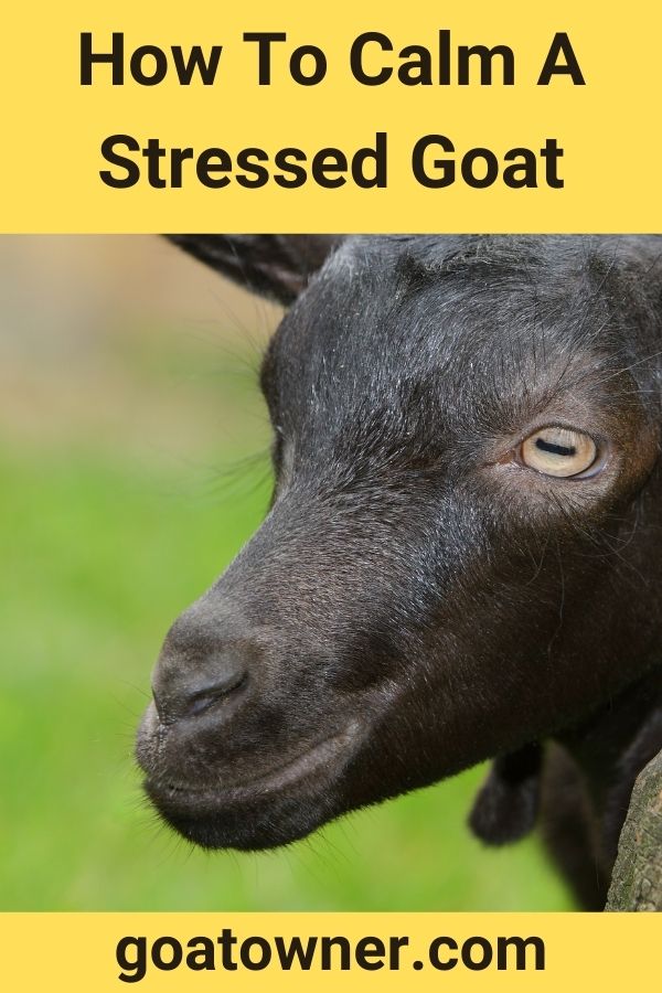 How To Calm A Stressed Goat