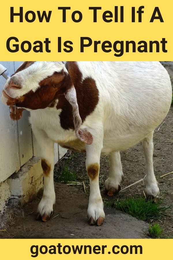 How To Tell If A Goat Is Pregnant (What To Look For!) - Goat Owner