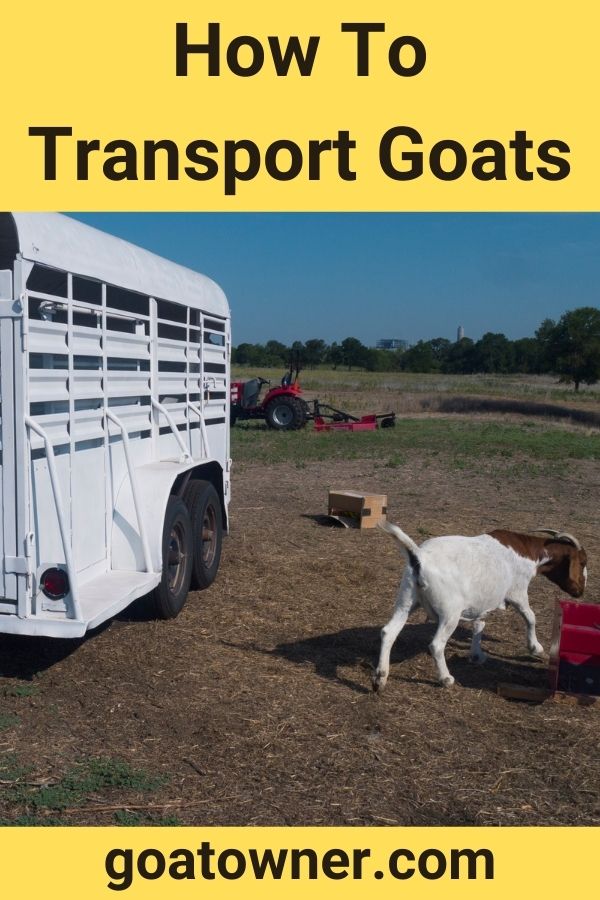 How To Transport Goats