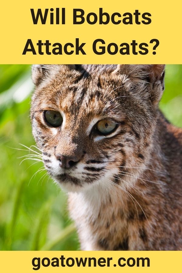 Will Bobcats Attack Goats?