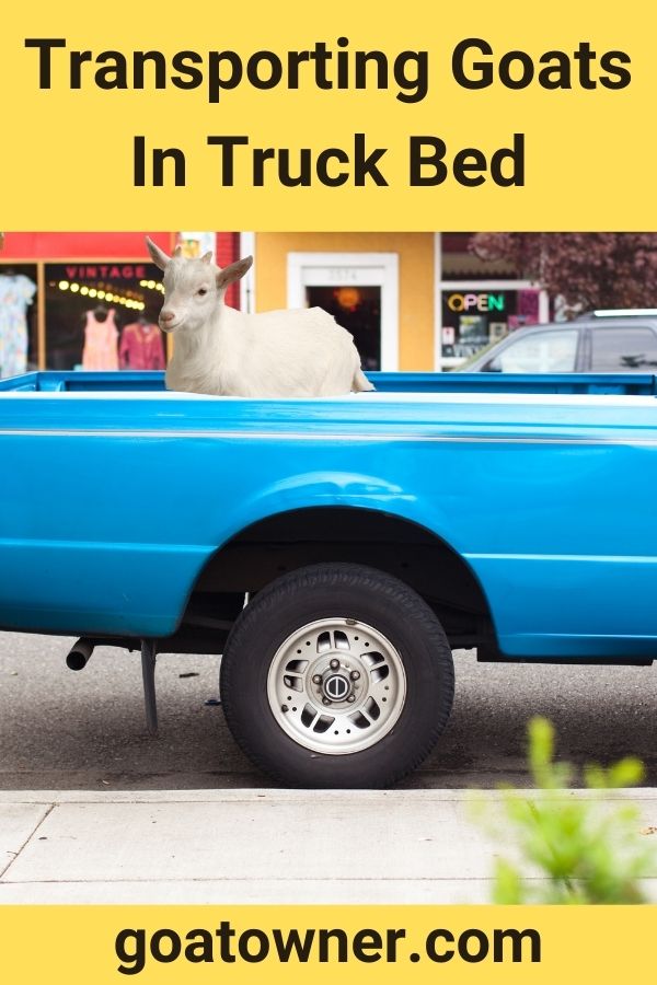 Transporting Goats In Truck Bed
