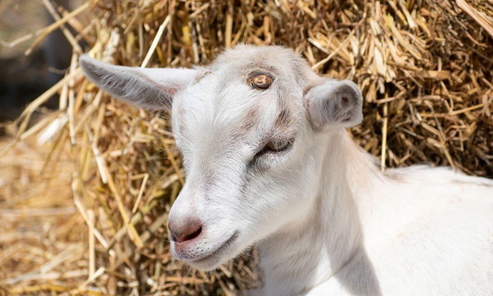 When Is It Too Late To Disbud A Goat?