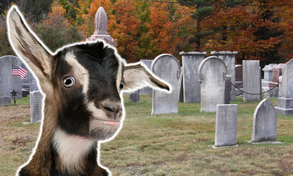 Why Are My Goats Dying?