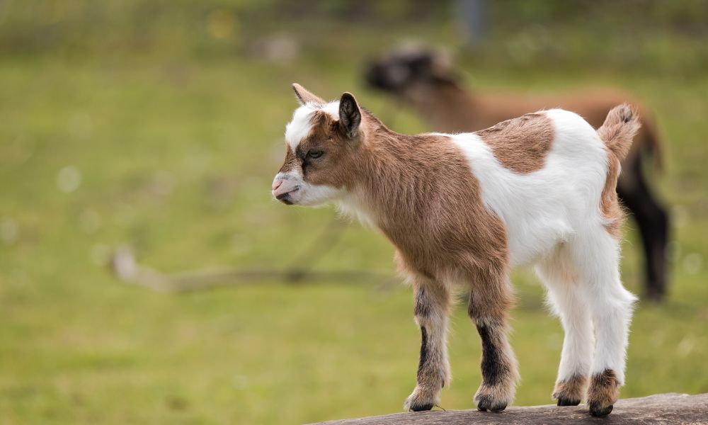 Are Calming Goats Real?