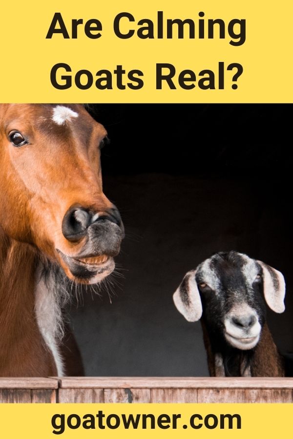 Are Calming Goats Real? (Helpful Content With Photos!) - Goat Owner