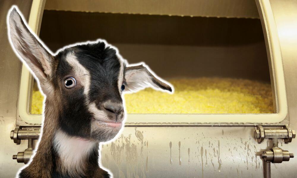 Can You Make Butter From Goat Milk?