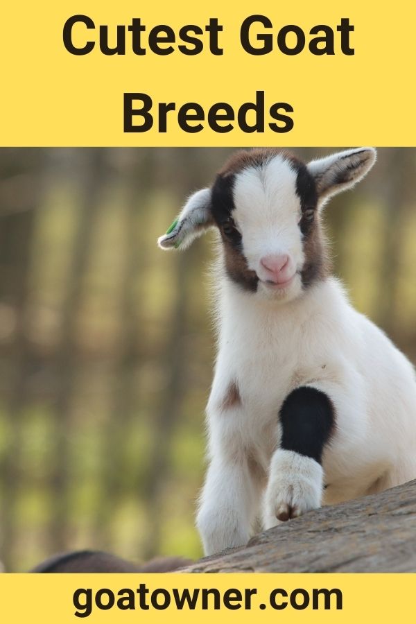 15 Cutest Goat Breeds (With Photos & Videos!) - Goat Owner