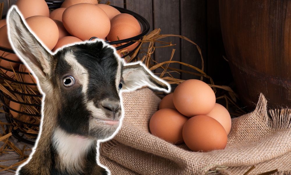 Do Goats Lay Eggs?