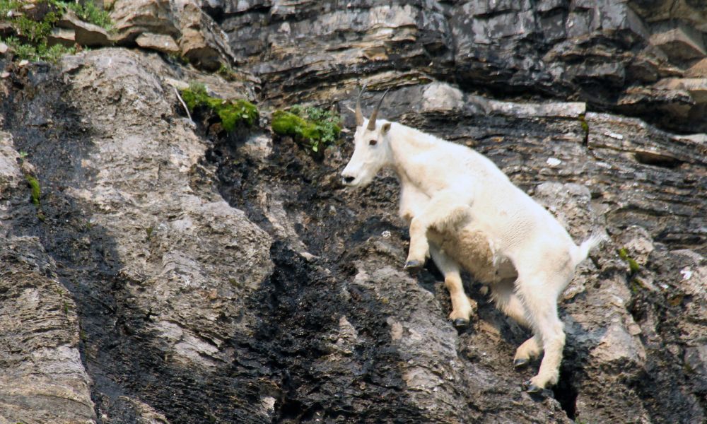 Do Mountain Goats Ever Fall?