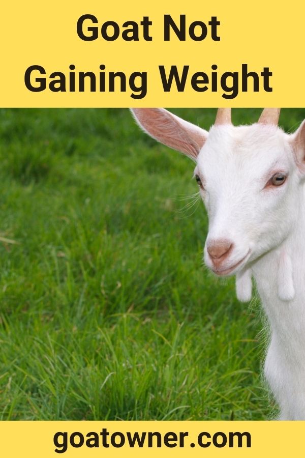 Goat Not Gaining Weight (What To Look For And How To Help) - Goat Owner