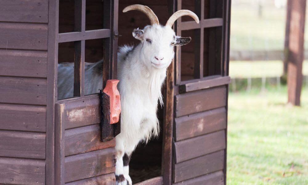 How Much Do Cashmere Goats Cost?