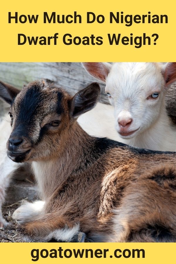 How Much Do Nigerian Dwarf Goats Weigh? (Answered!) Goat Owner