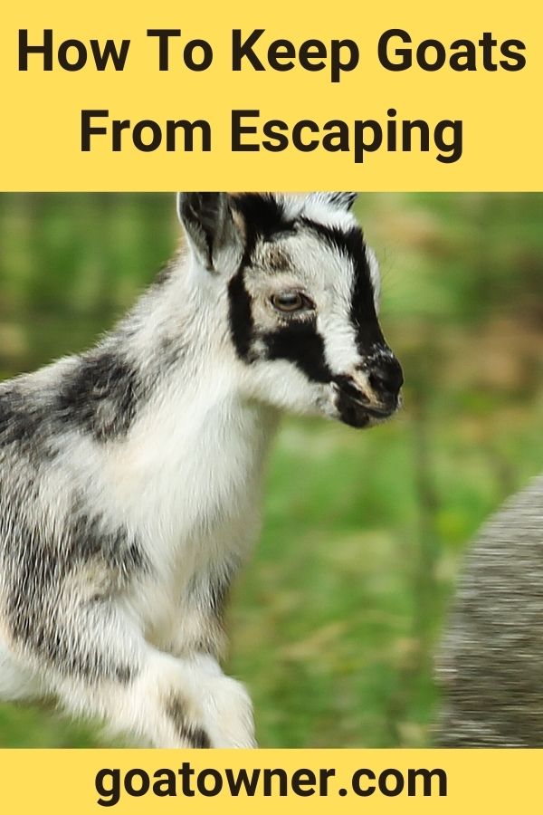 how-to-keep-goats-from-escaping-explained-goat-owner