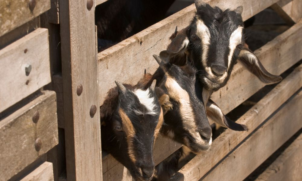 How To Keep Goats From Getting Stuck In A Fence