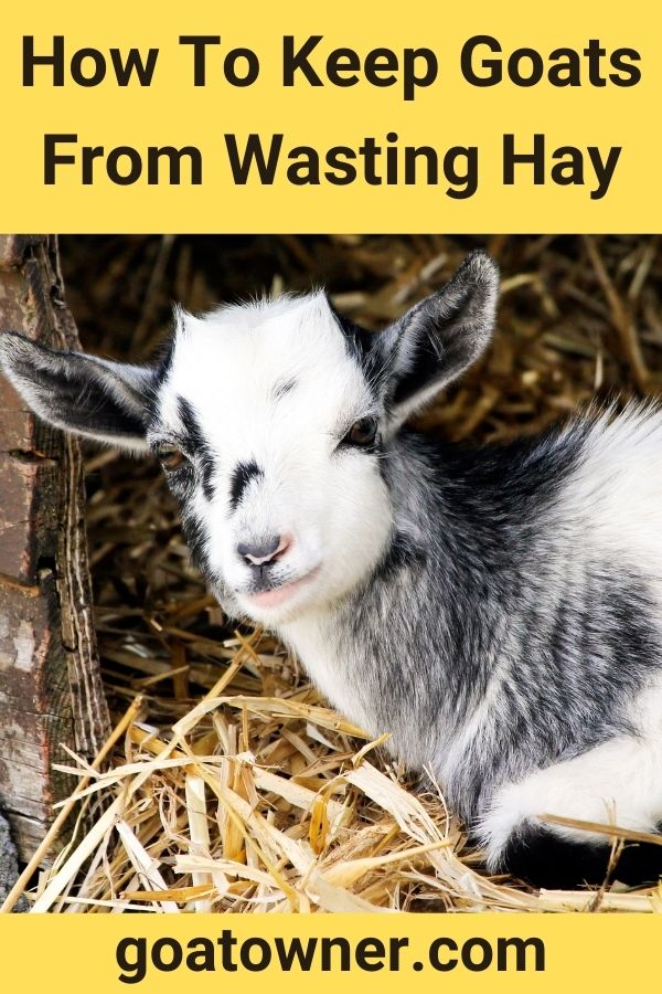 How To Keep Goats From Wasting Hay