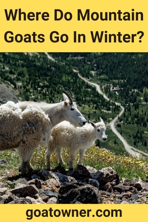 Where Do Mountain Goats Go In Winter?
