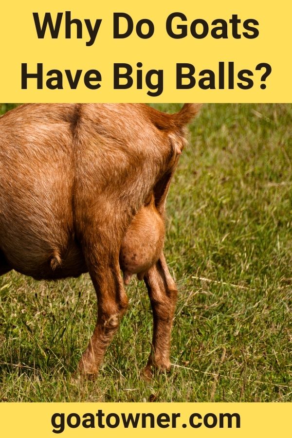 Why Do Goats Have Big Balls?