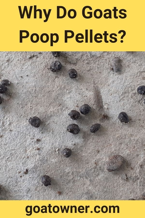 Why Do Goats Poop Pellets?