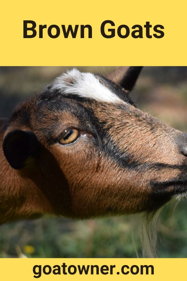 9-breeds-of-brown-goats-with-photos-and-videos-goat-owner